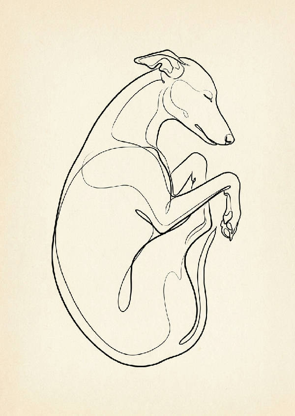 Minimalistisk illustration av en sovande whippet i form av en flödande svart linjeteckning mot ljus bakgrund.