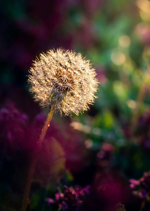 Extrem makrofotografering av ett enskilt glödande maskrosfrö täckt av små daggdroppar i gyllene morgonljus med dramatisk bokeh.