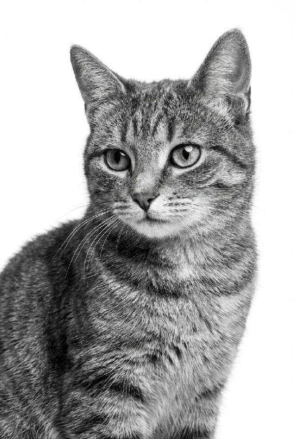 Närbild på en söt katt med stora ögon, svartvit bild på vit bakgrund, i porträttformat