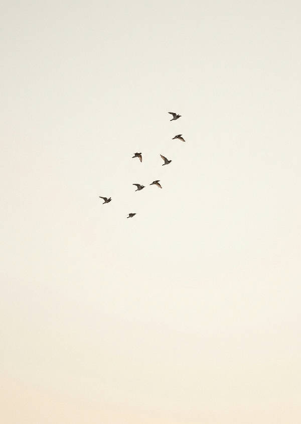 Minimalistisk stående affisch med en flock fåglar i flykt som silhuetter mot en ljus vit bakgrund.