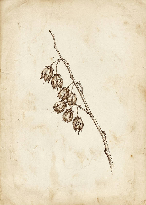 Minimalistisk botanisk illustration av en smal gren med torkade frökapslar på texturerat papper.