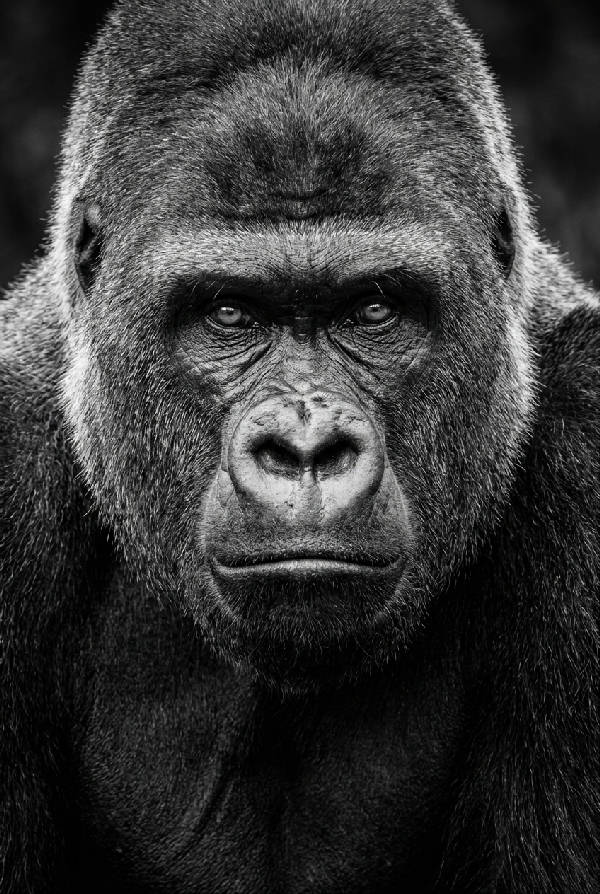 Närbild i svartvitt på en silverryggs gorilla som tittar direkt in i kameran med ett kraftfullt uttryck.