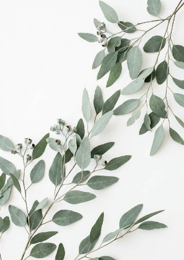 Närbild av eleganta eukalyptusgrenar med silvergröna blad mot en ljusvit bakgrund med mjuka skuggor. Detaljerade bladstrukturer syns tydligt.