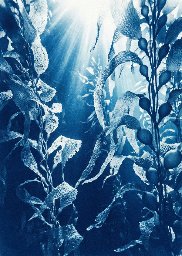 Cyanotypi av en tät kelpskog under vatten med spetslika frondblad och solstrålar som tränger igenom djupt indigoblått vatten.
