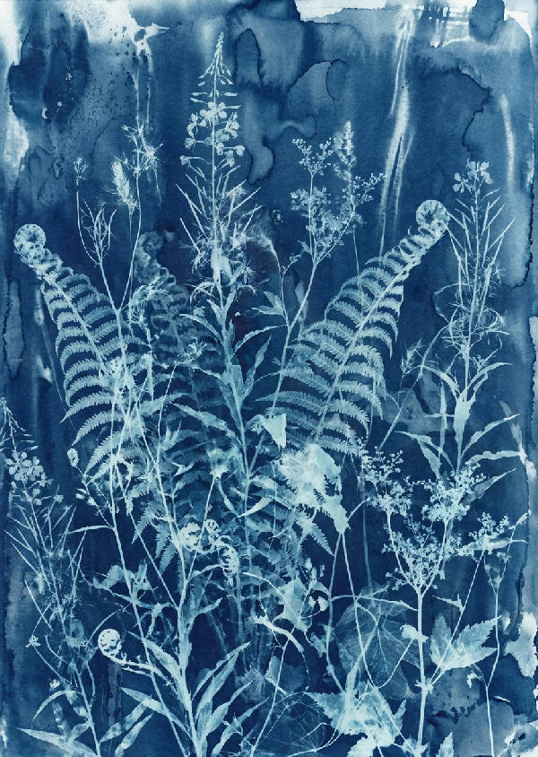 Stämningsfull botanisk cyanotyp som visar genomskinliga vilda ormbunkar och mjölkört i preussiskt blått och indigo.