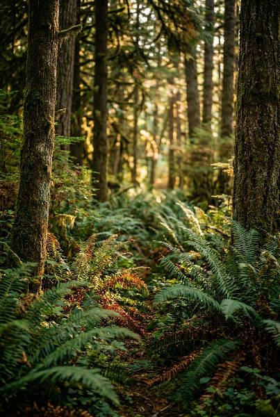 Photorealistic forest path of – AI-poster