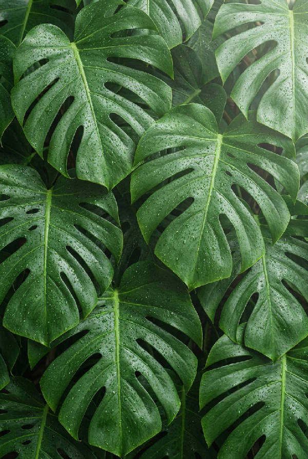Närbild av ett hyperrealistiskt monstera löv med synliga ådringar och daggdroppar, belyst av mjukt fönsterljus, i porträttformat.