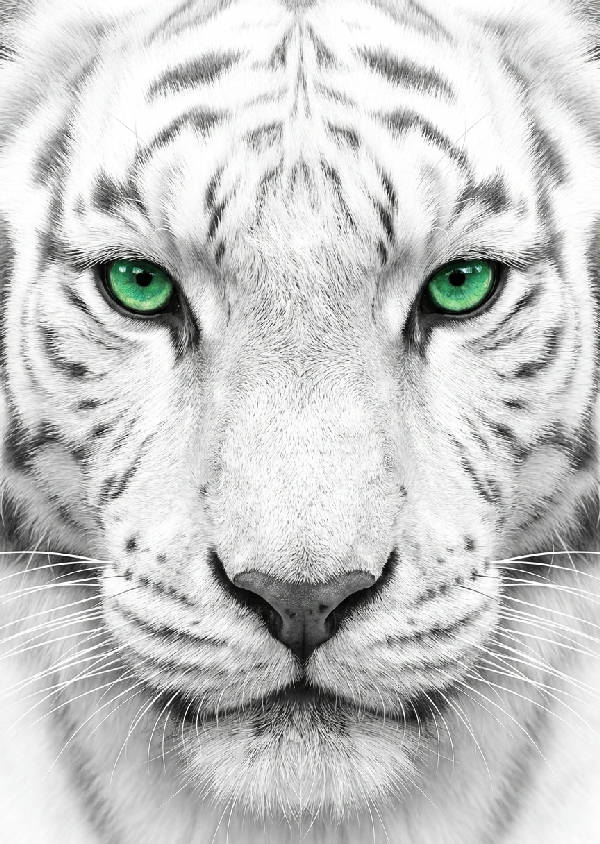 Detaljerad minimalistisk illustration av en vit tiger med gröna ögon och texturerad päls som tittar direkt framåt mot vit bakgrund.