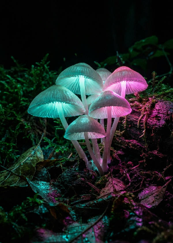 Närbild av genomskinliga, bioluminiscenta svampar som glöder neonblått och magenta i en mörk, fuktig skogsmark. Detaljerade gälar och sporer syns tydligt i makrofotot.