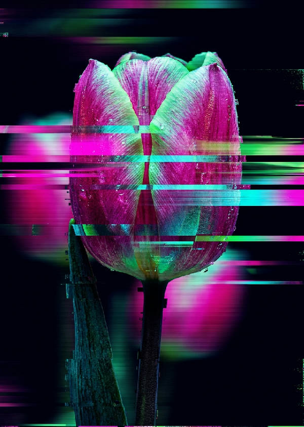 Närbild på en blommande tulpan med digitala glitch-effekter, horisontell rörelseoskärpa och skärpa, mot en dramatisk mörk bakgrund i fuchsia, cyan och limegrön.