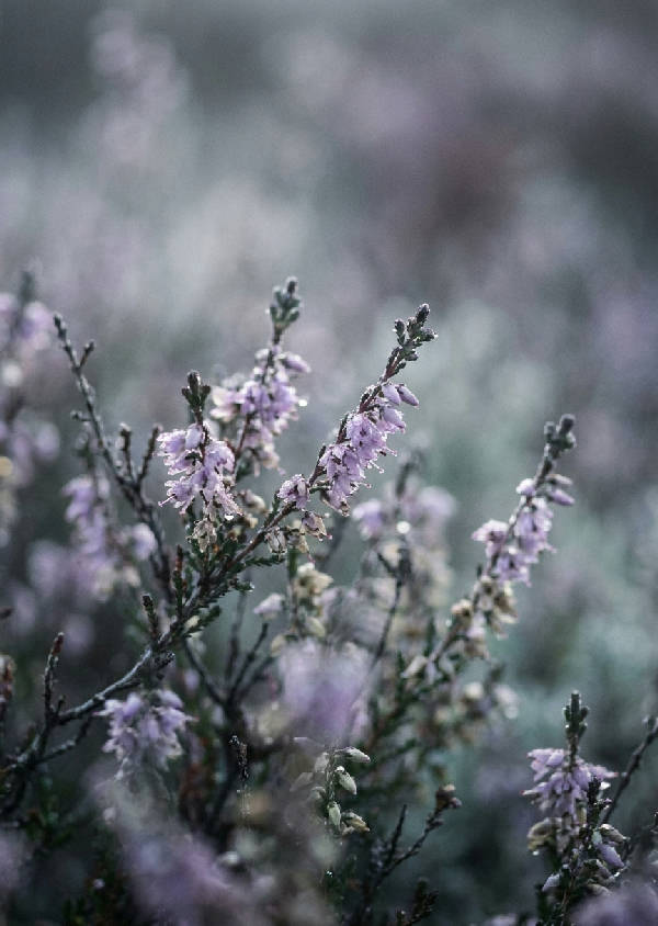 Makrofotografi av daggiga lila ljungblommor i tät morgondimma. Mjukt fokus, bokeh-bakgrund i silvergrått, lavendel och salviagrönt.