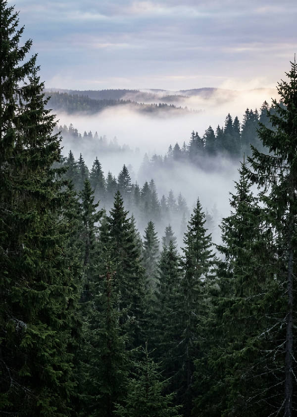 Vertikal bild av täta grantoppar som sträcker sig mot en disig himmel, täckt i tjock dimma