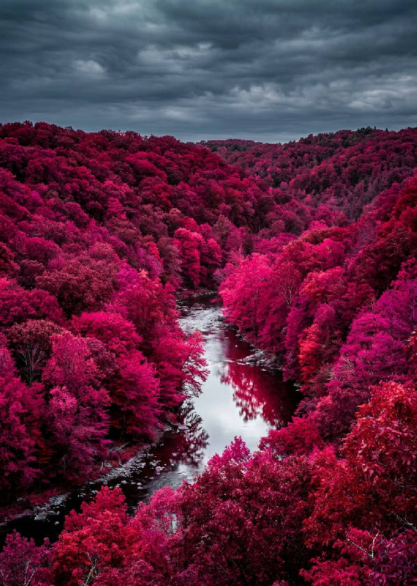 Slående infraröd fotografi av en tät skogsdal med levande rosa och karmosinrött lövverk. En slingrande flod speglar träden.