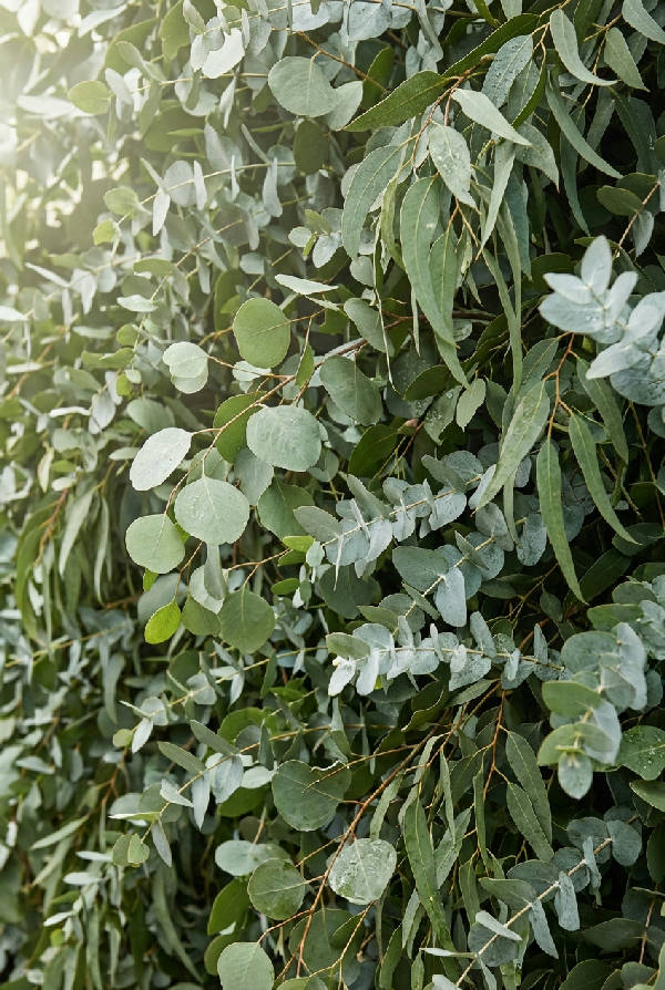 Närbild av hyperdetaljerade eukalyptusblad som kaskaderar nedåt med naturliga skuggor och mjukt ljus