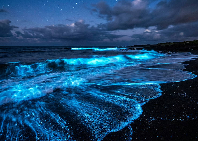 Makrofotografi av elektriskt neonblå bioluminescerande vågor som bryter mot mörk vulkansand i skymningen.