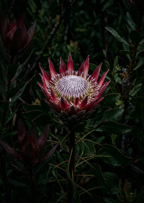 Ett porträttfotografi av en stor, lila Protea-blomma delvis dold i djup skugga med mjuka högdagrar.