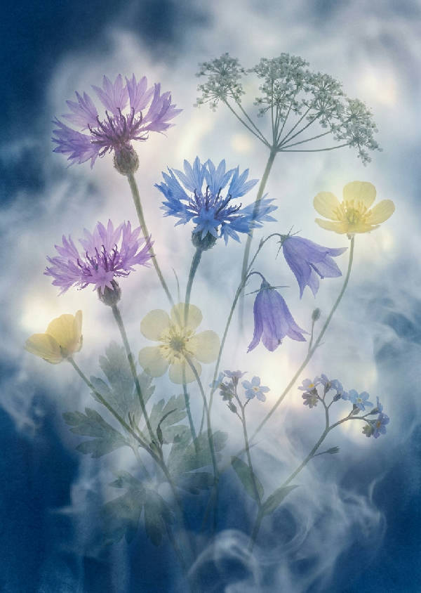 Cyanotypisk dubbelexponering av sju svenska ängsblommor i lila, blått och dimmigt grågrönt med mjukt, drömlikt ljus i porträttformat.