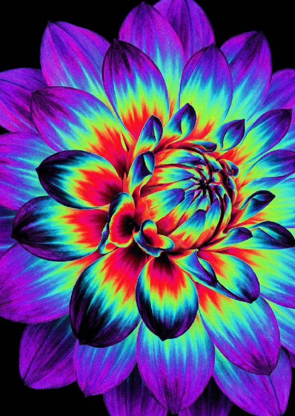 Abstrakt digitalt konstverk av en överdimensionerad dahlia i värmekartestil med glödande neonfärger mot svart bakgrund.