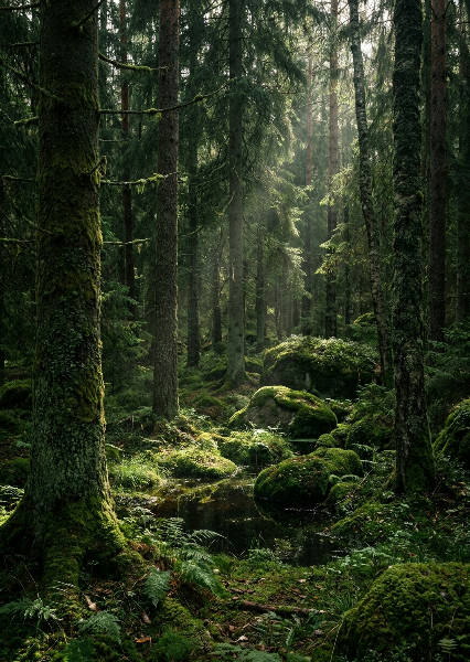 Hyperrealistiskt porträttfoto av en mörk svensk skog med mossbelagda stenar och stora trädstammar i djupa gröna nyanser.