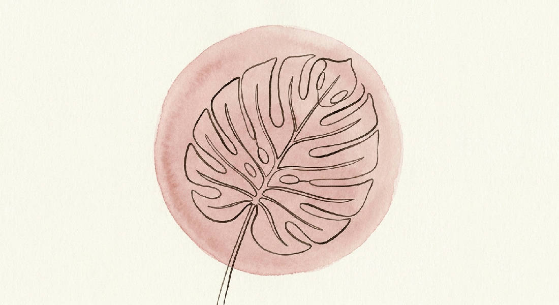 Delikat skandinavisk botanisk illustration av ett enkelt Monstera blad i mörk linjekonst över dammig rosa akvarelltvätt.