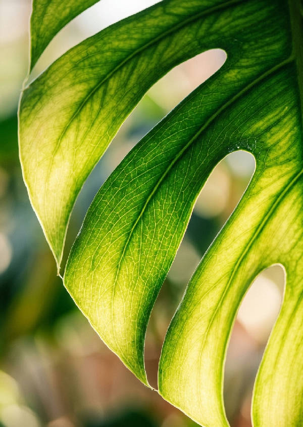 Närbild på ett grönt monstera-blad med tydliga vener och textur i porträttformat. Bladets yta är fylld med detaljer.