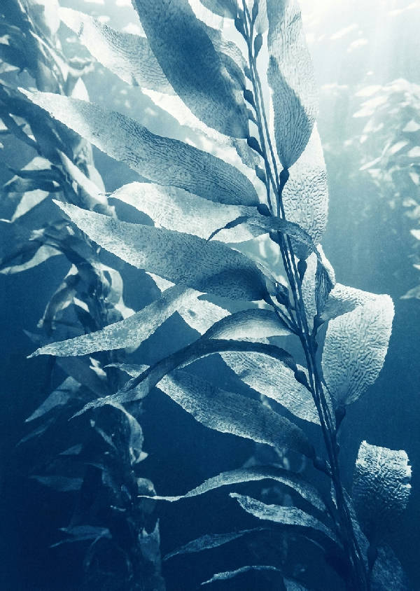 Slående stående cyanotyp av gigantiska kelpblad i djupt blått och vitt, med genomskinliga texturer och skimrande undervattensljus.