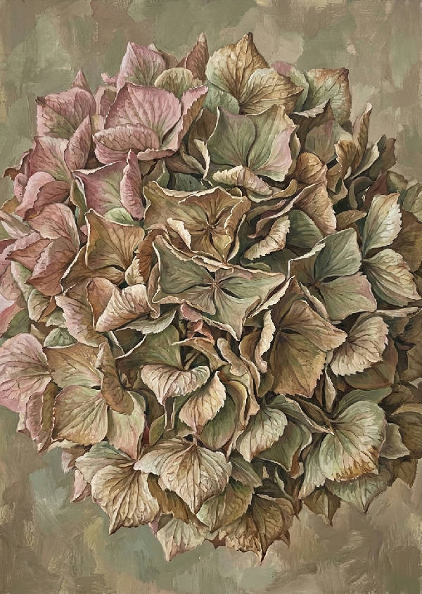 Detaljerad gouachemålning av en stor torkad hortensia i dämpade nyanser av antik sepia, salvia och dov rosa.