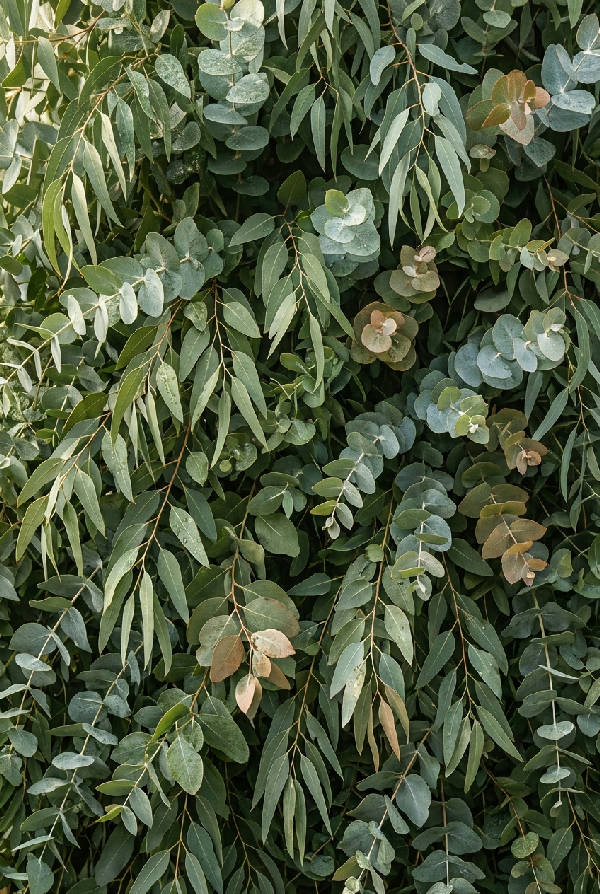 Detaljerad poster av kaskaderande eukalyptuslöv med realistisk textur och naturliga skuggor i mjukt ljus. Grön poster i stående format.