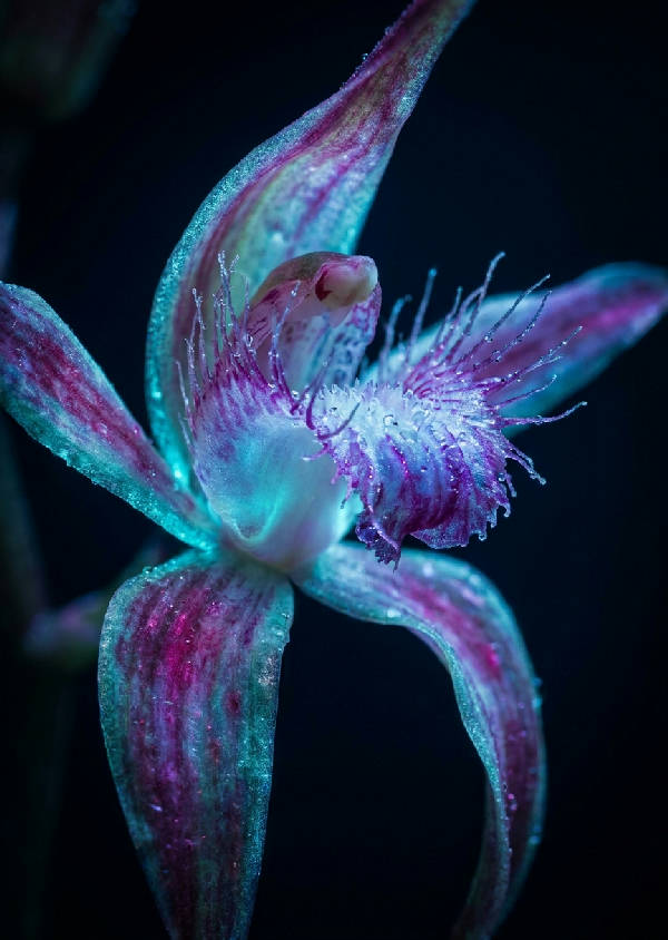 Närbild av en lysande orkidé med genomskinliga kronblad i bioluminescerande cyan, magenta och violett mot en obsidian-svart bakgrund. Skarp fokus på botaniska texturer.