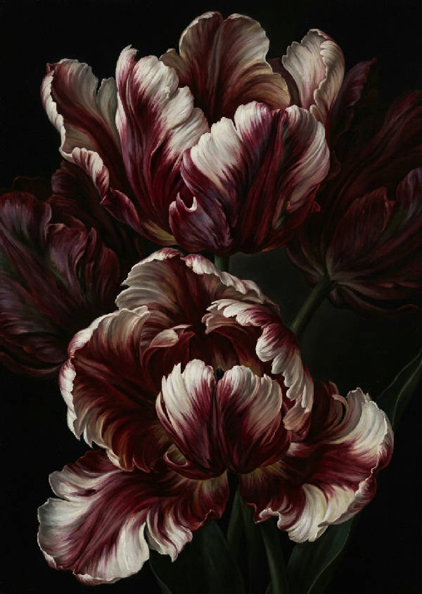 Dramatisk oljemålning med överdimensionerade, krusiga papegojtulpaner i djupt vinrött och krämvitt, chiaroscuro-ljus mot mörk bakgrund, detaljerade kronblad.