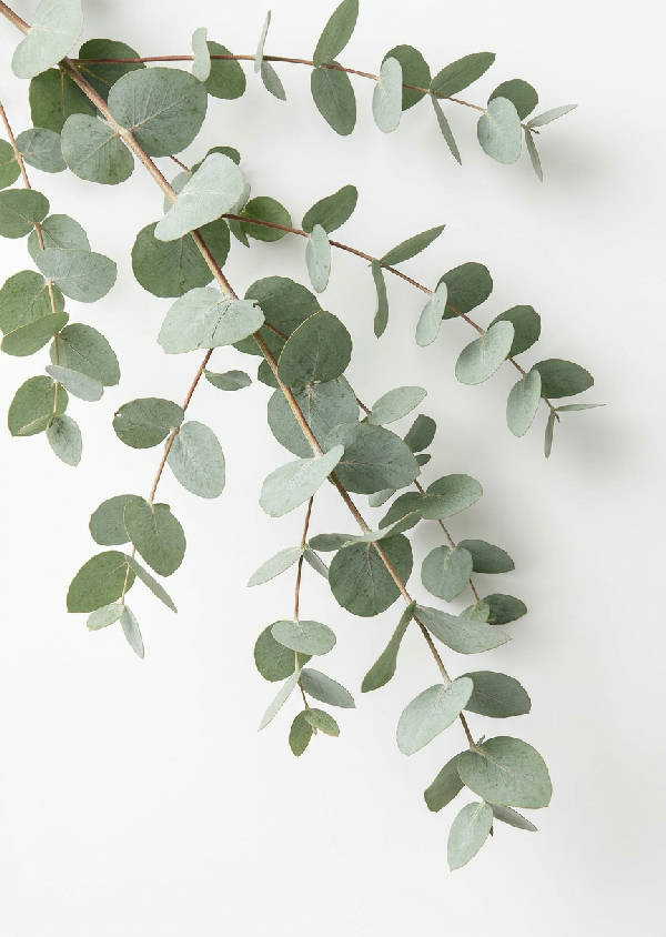 Närbild av eleganta eukalyptusgrenar med silvergröna blad mot en ljusbeige bakgrund, med mjuka skuggor och naturligt ljus.