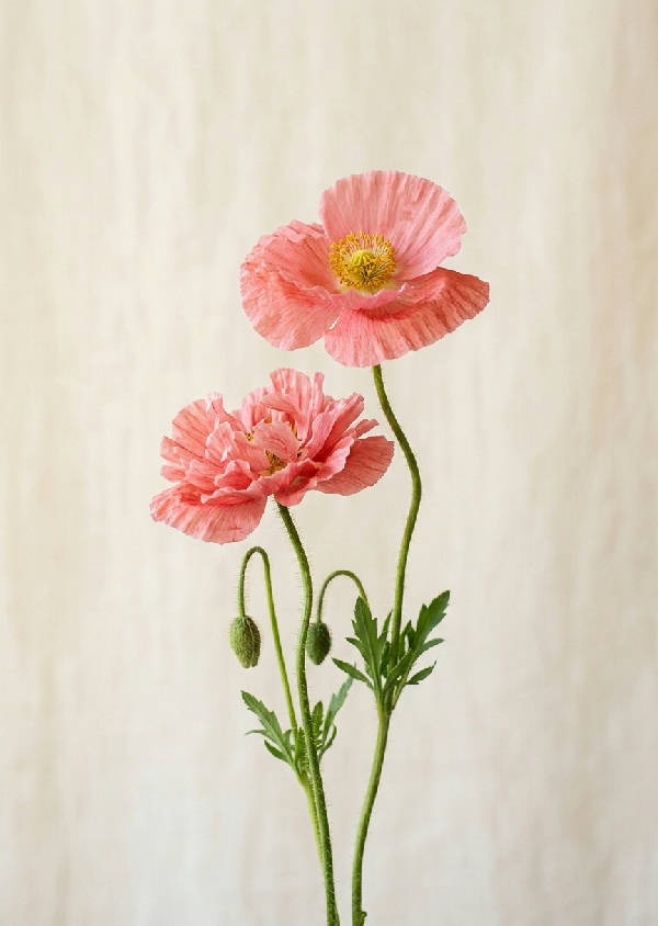 Två delikata rosa vallmoblommor med gröna stjälkar på ljus bakgrund i minimalistisk studiobild, mjukt naturligt ljus framhäver botaniska detaljer