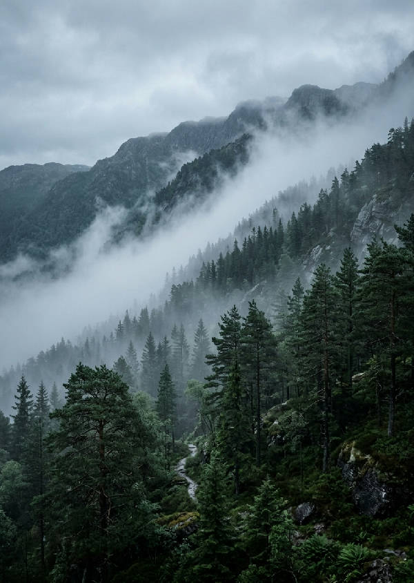 Vertikal bild av en tät granskog insvept i dimma på en bergssluttning, skogen är grön