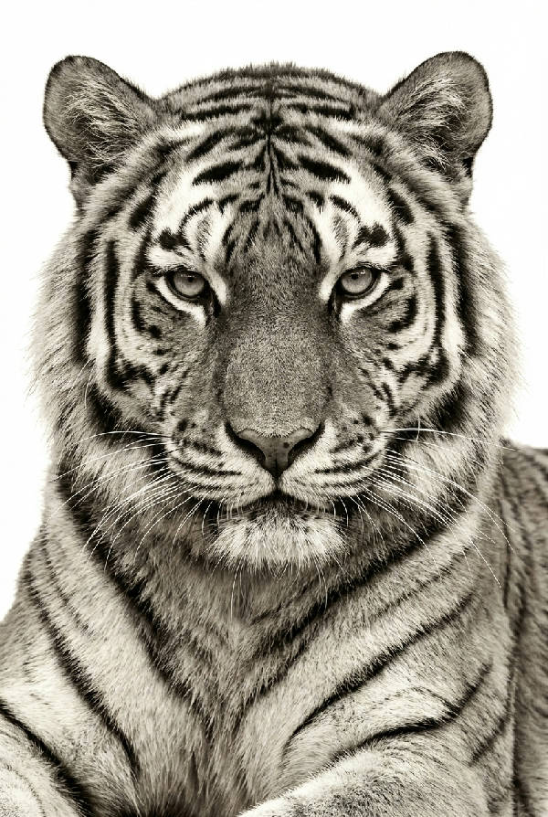 Fotorealistiskt porträtt av en majestätisk tiger i svartvitt på en ren vit bakgrund, sett rakt framifrån.