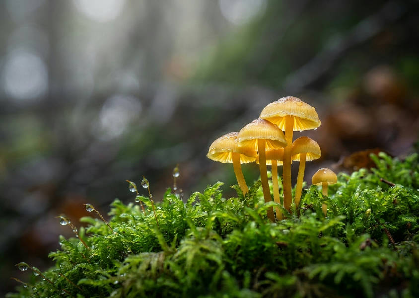 Ultramakrofotografi av små, lysande vilda svampar på levande grön mossa med suddig skogsbakgrund.