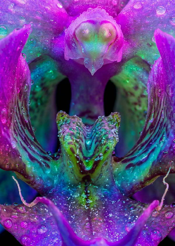 Vibrerande makrobild av exotisk orkidéinteriör. Iridescenta kronblad, daggdroppar och lysande ståndare.