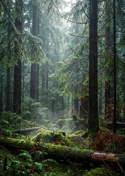 Photorealistic image of a deep – AI-poster