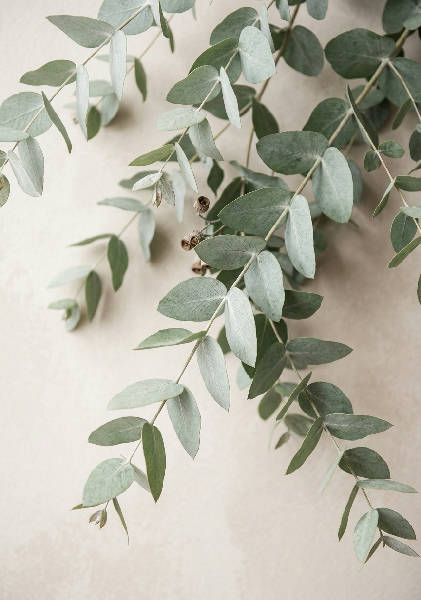 Photorealistic premium wall – AI-poster