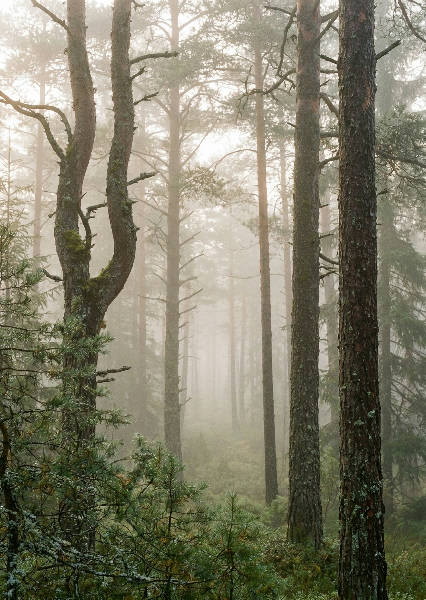 Hyper-realistic morning – AI-poster