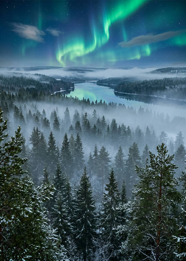 Närbild av talltoppar som försvinner upp i tät, ljusgrön dimma, vilket skapar en drömsk och lugnande atmosfär.