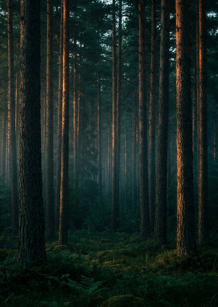Photorealistic Swedish pine – AI-poster