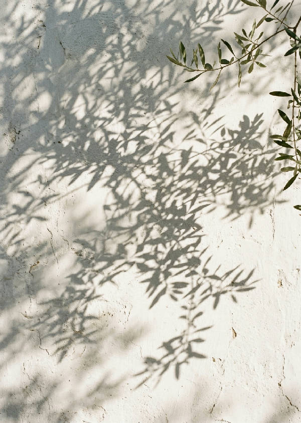 Detaljerad bild av en olivkvist som kastar mjuka skuggor på en texturerad vit putsvägg i naturligt ljus