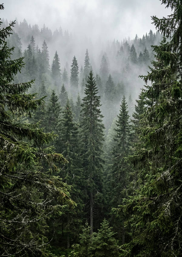 Fotorealistisk bild av täta grantoppar som sträcker sig mot skyn, delvis dolda av mjuk dimma