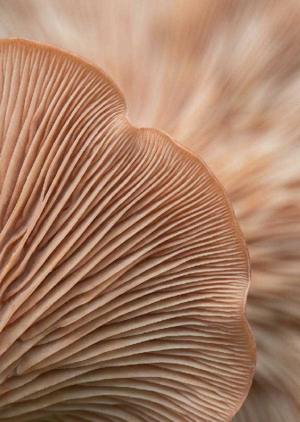 Makrofotografi av svampgälar. Vågiga organiska åsar, mjuka kurvor. Dämpad persika, varm taupe, beige, terrakotta. Krämig bokeh.