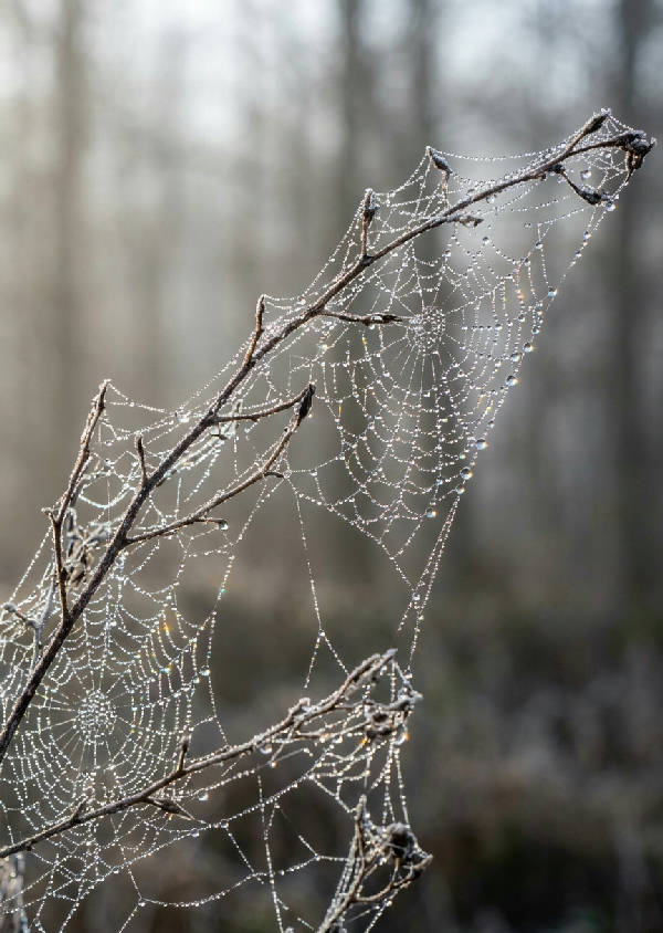 Närbild av vattendroppar på fint spindelnät mellan tunna grenar med dimmig grön skog i bakgrunden