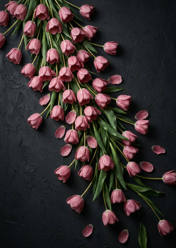 Närbild av dammiga rosa tulpaner som faller mot en mörk, texturerad kolvägg med stark kontrast