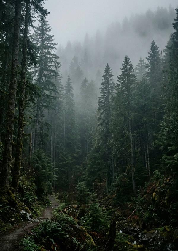 Stående poster av en trolsk och dimmig granskog med höga granar som tonas ut i tät morgondimma i djupa gröna färgtoner.