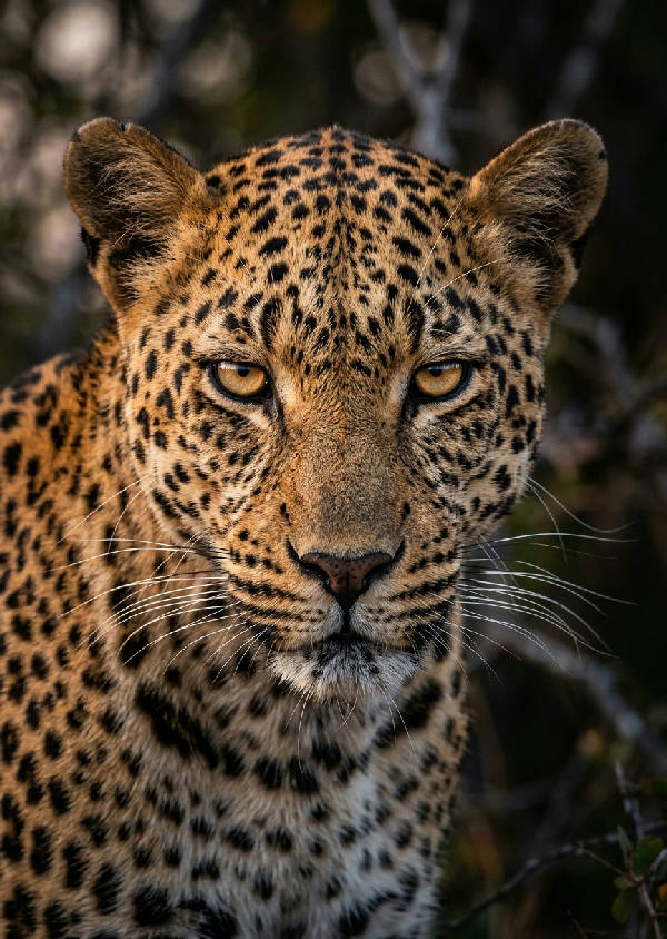 Närbild på en leopard med genomträngande gula ögon och detaljerad päls i brunt och svart