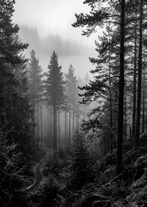 Vertikal bild av en tät, dimhöljd granskog i svartvitt med höga, smala trädstammar som försvinner uppåt.