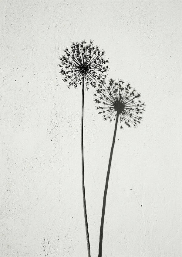 Närbild fotografisk siluett av en ensam torkad blomma med delikata kronblad mot en mörk bakgrund, i stående format.